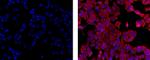 Cytokeratin 18 Antibody in Immunocytochemistry (ICC/IF)