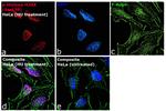 Phospho-Histone H2A.X (Ser139) Antibody in Immunocytochemistry (ICC/IF)