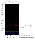 Phospho-Histone H2A.X (Ser139) Antibody in Western Blot (WB)