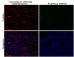 Vimentin Antibody in Immunohistochemistry (Paraffin) (IHC (P))