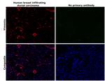 Vimentin Antibody in Immunohistochemistry (Paraffin) (IHC (P))