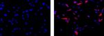 Vimentin Antibody in Immunocytochemistry (ICC/IF)