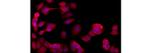 Cytokeratin 19 Antibody in Immunocytochemistry (ICC/IF)