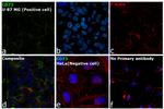 CD73 Antibody in Immunocytochemistry (ICC/IF)