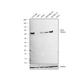 CD73 Antibody in Western Blot (WB)