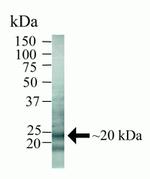 Caveolin 2 Antibody in Western Blot (WB)