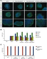 TRA-1-60 Antibody in Immunocytochemistry (ICC/IF)