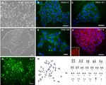 TRA-1-60 Antibody in Immunocytochemistry (ICC/IF)