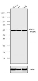 SSEA1 Antibody in Western Blot (WB)