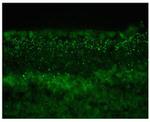 Connexin 45 Antibody in Immunohistochemistry (Frozen) (IHC (F))