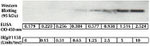 Human IR (Phospho) [pY1158] ELISA Kit