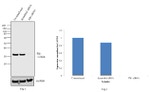 EB1 Antibody in Western Blot (WB)