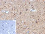 MAP2 Antibody in Immunohistochemistry (Paraffin) (IHC (P))