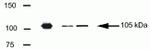 LSD1 Antibody in Western Blot (WB)