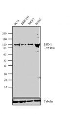 LSD1 Antibody in Western Blot (WB)