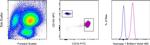 Arginase 1 Antibody in Flow Cytometry (Flow)