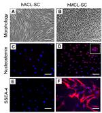 SSEA4 Antibody in Immunocytochemistry (ICC/IF)