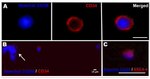 SSEA4 Antibody in Immunocytochemistry (ICC/IF)