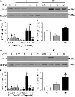 SRC3 Antibody in Western Blot (WB)