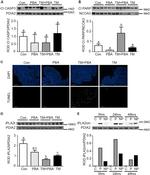 SRC3 Antibody in Western Blot (WB)