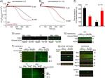 mtHSP70 Antibody in Western Blot (WB)