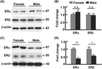 beta Actin Antibody in Western Blot (WB)