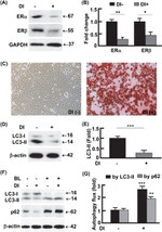 beta Actin Loading Control Antibody in Western Blot (WB)