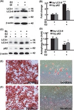 beta Actin Antibody in Western Blot (WB)