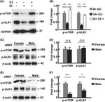 beta Actin Antibody in Western Blot (WB)