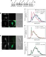 p38 MAPK beta Antibody in Western Blot (WB)