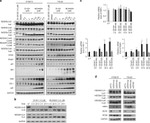 Cullin 4A Antibody in Western Blot (WB)