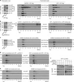 Amyloid Precursor Protein Antibody in Western Blot (WB)