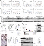 Melan-A Antibody in Western Blot, Flow Cytometry (WB, Flow)