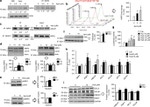 beta Actin Antibody in Western Blot (WB)