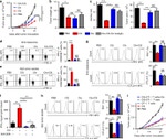 IFN gamma Antibody in Flow Cytometry (Flow)