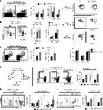 Ki-67 Antibody in Flow Cytometry (Flow)