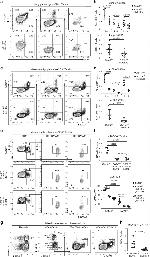 IL-5 Antibody in Flow Cytometry (Flow)