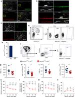 Ly-6A/E (Sca-1) Antibody in Immunocytochemistry, Flow Cytometry (ICC/IF, Flow)