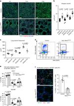 CD31 Antibody in Flow Cytometry (Flow)