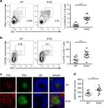 IgD Antibody in Immunohistochemistry (IHC)