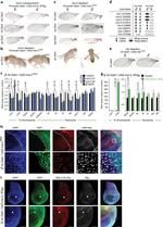 GFP Antibody in Immunohistochemistry (IHC)