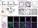 SOX2 Antibody in Immunocytochemistry (ICC/IF)