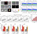 CD86 (B7-2) Antibody in Flow Cytometry (Flow)