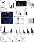 GAD65 Antibody in Flow Cytometry (Flow)