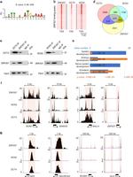 ZNF207 Antibody in Western Blot, Immunoprecipitation (WB, IP)