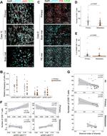 CD8 alpha Antibody in Immunohistochemistry (IHC)