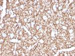 Myelin Basic Protein Antibody in Immunohistochemistry (Paraffin) (IHC (P))