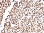 Myelin Basic Protein Antibody in Immunohistochemistry (Paraffin) (IHC (P))