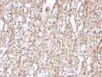 Myelin Basic Protein Antibody in Immunohistochemistry (Paraffin) (IHC (P))