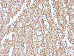 Myelin Basic Protein Antibody in Immunohistochemistry (Paraffin) (IHC (P))